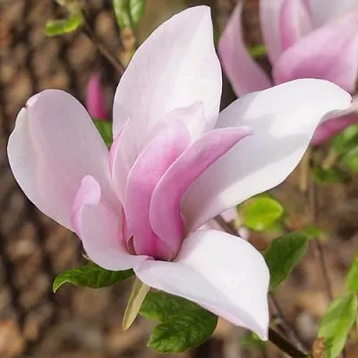 Магнолия БЕТТИ  Магнолия БЕТТИ в Домодедове