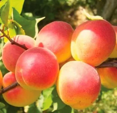 Абрикос NJA-19 — описание сорта Абрикос NJA-19 в Домодедове