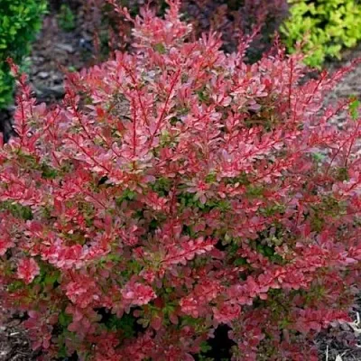 Барбарис ГОЛДЕН РИНГ тунберга  Барбарис ГОЛДЕН РИНГ тунберга в Домодедове