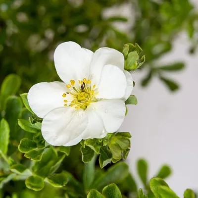 Лапчатка СНОУБЕРД кустарниковая  Лапчатка СНОУБЕРД кустарниковая в Домодедове