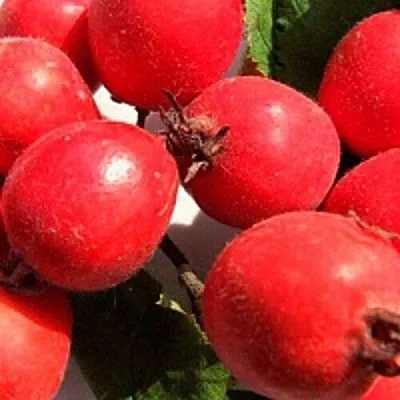 Боярышник КРУПНОПЛОДНЫЙ в Домодедове