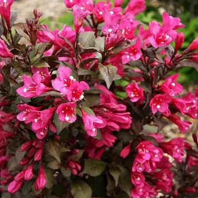 Вейгела БЛЭК РУБИ  Вейгела БЛЭК РУБИ в Домодедове