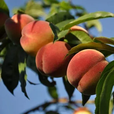 Персик ДАЧНЫЙ  Персик ДАЧНЫЙ в Домодедове