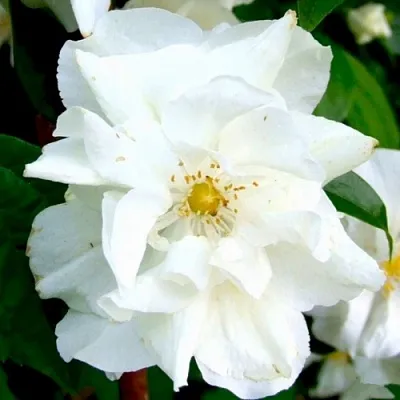 Жасмин РОЗАЦЕ в Домодедове