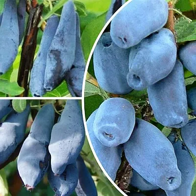 Комплект СИЯНИЕ ГЛАЗ в Домодедове