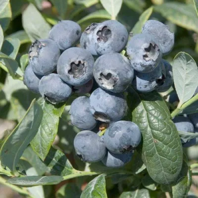 Голубика БРИГИТТА — описание сорта Голубика БРИГИТТА в Домодедове