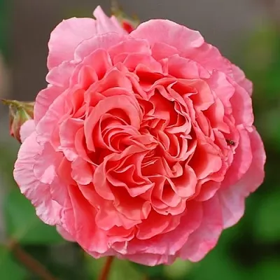 Саженцы роз ЛОРАН КАБРОЛЬ шраб  Саженцы роз ЛОРАН КАБРОЛЬ шраб в Домодедове