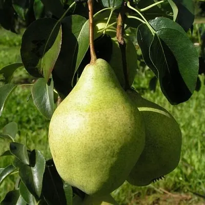 Груша МИНСКАЯ колонновидная  Груша МИНСКАЯ колонновидная в Домодедове