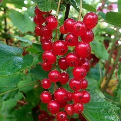 Смородина красная КОНСТАНТИНОВСКАЯ в Домодедове