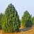 Сосна черная ПИРАМИДАЛИС в Домодедове
