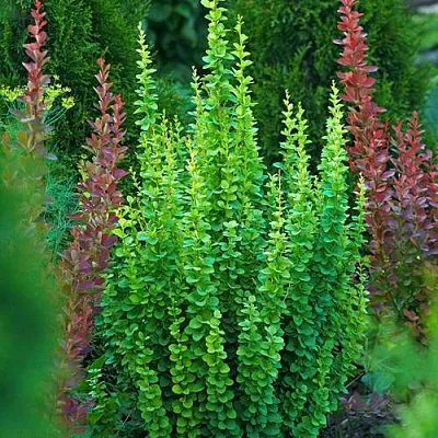 Барбарис ЭРЕКТА тунберга  Барбарис ЭРЕКТА тунберга в Домодедове