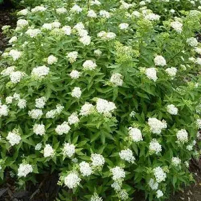 Спирея АЛЬБИФЛОРА японская  Спирея АЛЬБИФЛОРА японская в Домодедове