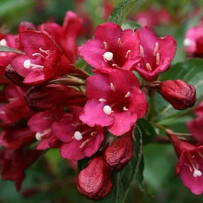 Вейгела ЕВА РАТКЕ в Домодедове