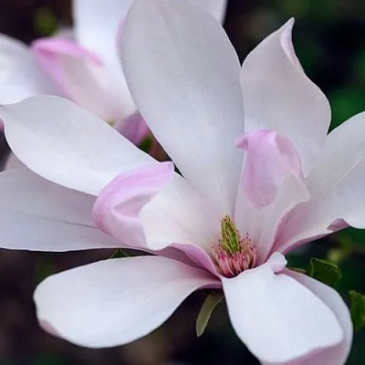 Магнолия ПИНКИ  Магнолия ПИНКИ в Домодедове