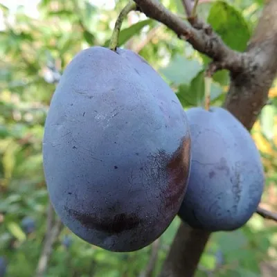 Слива АМЕРС  Слива АМЕРС в Домодедове