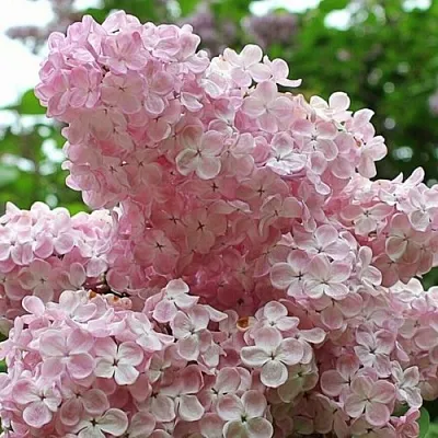 Сирень ВЕЧЕРНИЙ ЗВОН  Сирень ВЕЧЕРНИЙ ЗВОН в Домодедове