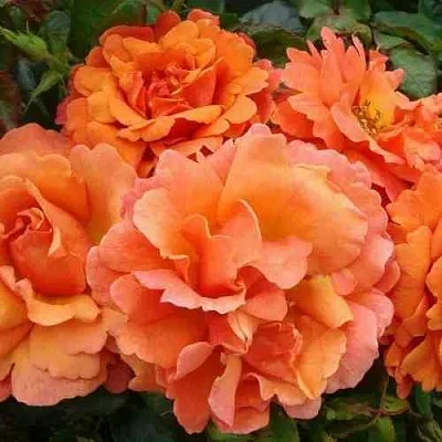 Саженцы роз БРИДЖ ОФ САЙЗ плетистая  Саженцы роз БРИДЖ ОФ САЙЗ плетистая в Домодедове