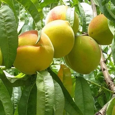 Персик СЕЯНЕЦ СТАРКА  Персик СЕЯНЕЦ СТАРКА в Домодедове