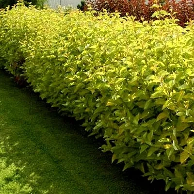 Комплект ДАРТС ГОЛД в Домодедове