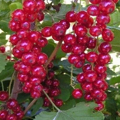 Смородина красная ПУРПУРНАЯ в Домодедове