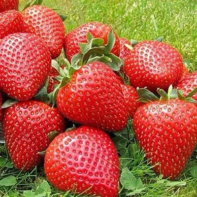 Клубника ЭЛИАНЕ  Клубника ЭЛИАНЕ в Домодедове