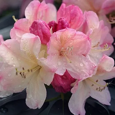 Рододендрон ПЕРСИ ВАЙСМАН в Домодедове