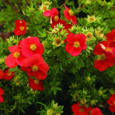 Лапчатка РЕД АЙС кустарниковая  Лапчатка РЕД АЙС кустарниковая в Домодедове