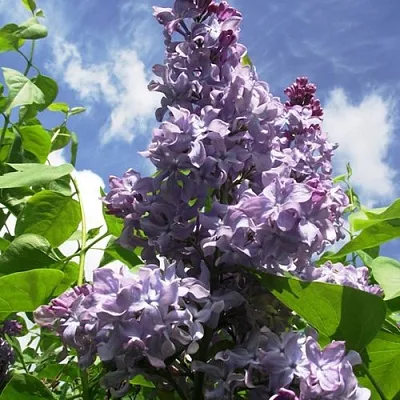 Сирень КРЫЛЬЯ НАДЕЖДЫ  Сирень КРЫЛЬЯ НАДЕЖДЫ в Домодедове