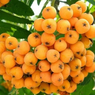 Рябина НЕВЕЖИНСКАЯ ЖЕЛТАЯ сладкоплодная — описание сорта Рябина НЕВЕЖИНСКАЯ ЖЕЛТАЯ сладкоплодная в Домодедове