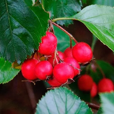 Боярышник ЛЮДМИЛ в Домодедове