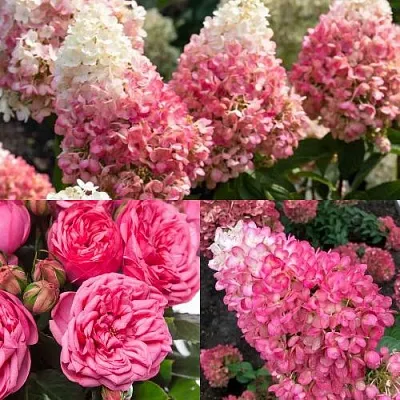 Комплект МАЛИНОВЫЙ ДЕСЕРТ в Домодедове