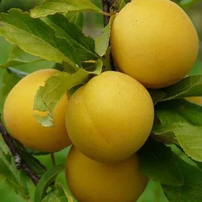 Слива СОЛНЫШКО  Слива СОЛНЫШКО в Домодедове