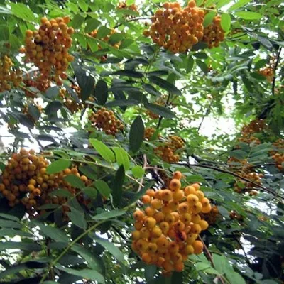 Рябина НЕВЕЖИНСКАЯ ЖЕЛТАЯ сладкоплодная — описание сорта Рябина НЕВЕЖИНСКАЯ ЖЕЛТАЯ сладкоплодная в Домодедове