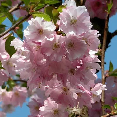 Вишня АККОЛЕЙД цветущая в Домодедове