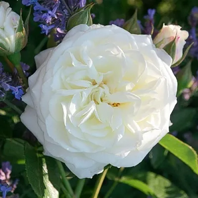 Саженцы роз АЛАБАСТЕР флорибунда  Саженцы роз АЛАБАСТЕР флорибунда в Домодедове