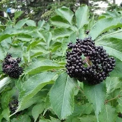 Бузина черная КЛАДЗЕЗЬ в Домодедове