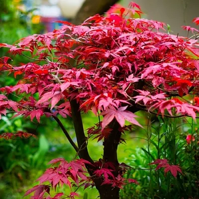 Клен дланевидный АТРОПУРПУРЕУМ  Клен дланевидный АТРОПУРПУРЕУМ в Домодедове