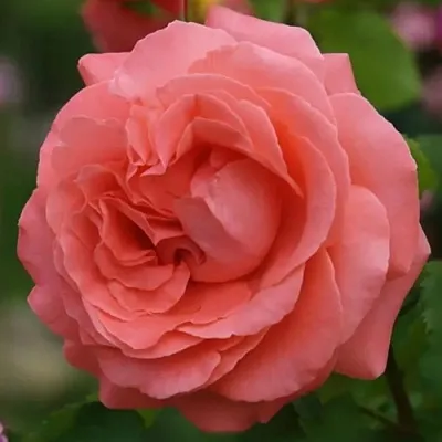 Саженцы роз ДИДИ БРИДЖУОТЕР плетистая  Саженцы роз ДИДИ БРИДЖУОТЕР плетистая в Домодедове