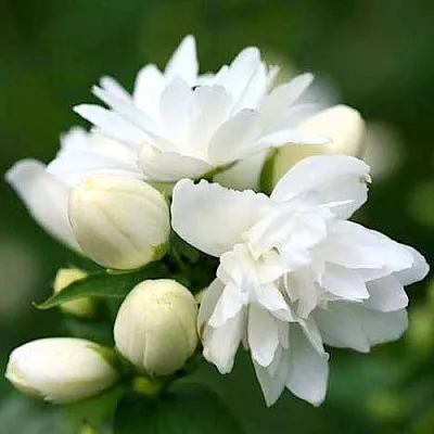 Жасмин ШНЕЕШТРУМ в Домодедове