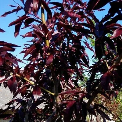 Персик БУРГУНДИ краснолистный  Персик БУРГУНДИ краснолистный в Домодедове