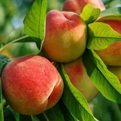 Персик ВАЙН ГОЛД Т3 — описание сорта Персик ВАЙН ГОЛД Т3 в Домодедове