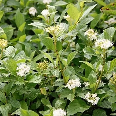 Дерен ФЛАВИРАМЕА отпрысковый  в Домодедове