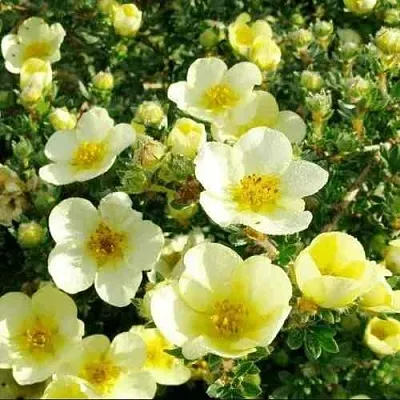 Лапчатка КЛОНДАЙК кустарниковая  Лапчатка КЛОНДАЙК кустарниковая в Домодедове