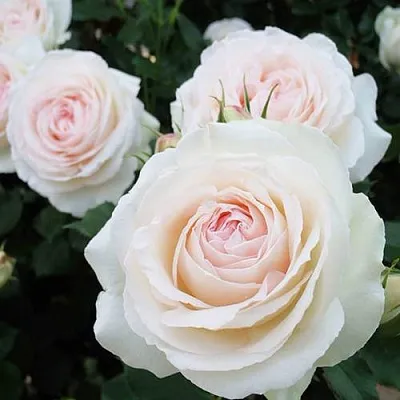 Саженцы роз ПАЛЕ РОЯЛЬ плетистая  Саженцы роз ПАЛЕ РОЯЛЬ плетистая в Домодедове