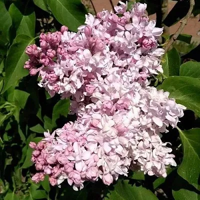 Сирень МИЛОСЕРДИЕ  Сирень МИЛОСЕРДИЕ в Домодедове