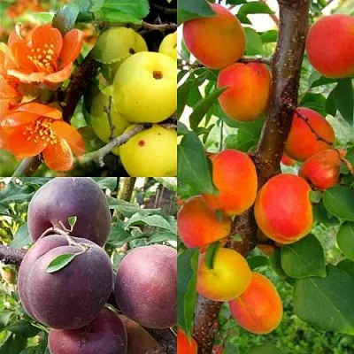 Комплект САД ДЛЯ ГУРМАНА в Домодедове