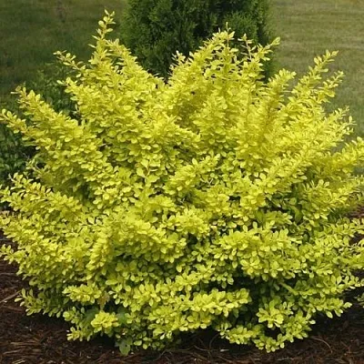 Барбарис АУРЕА тунберга  Барбарис АУРЕА тунберга в Домодедове