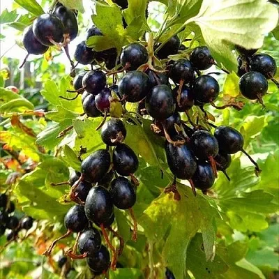 Смородина золотистая ОВАЛЬНАЯ в Домодедове