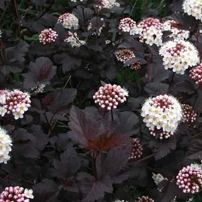 Пузыреплодник ДИАБЛО  Пузыреплодник ДИАБЛО в Домодедове