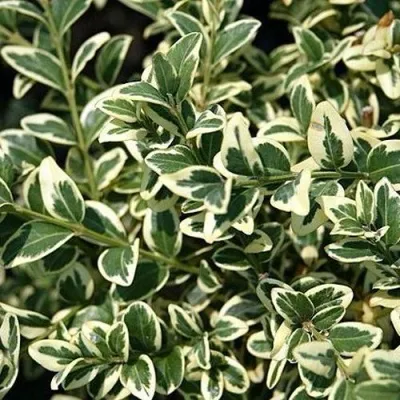 Бирючина ВАРИЕГАТУМ овальнолистная — описание сорта Бирючина ВАРИЕГАТУМ овальнолистная в Домодедове